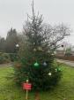 Image: Ednaston Christmas Tree